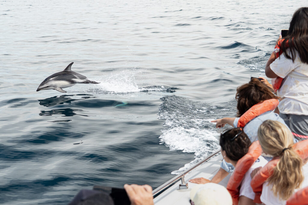Delfines en libertad: La aventura imperdible del verano en Puerto Madryn