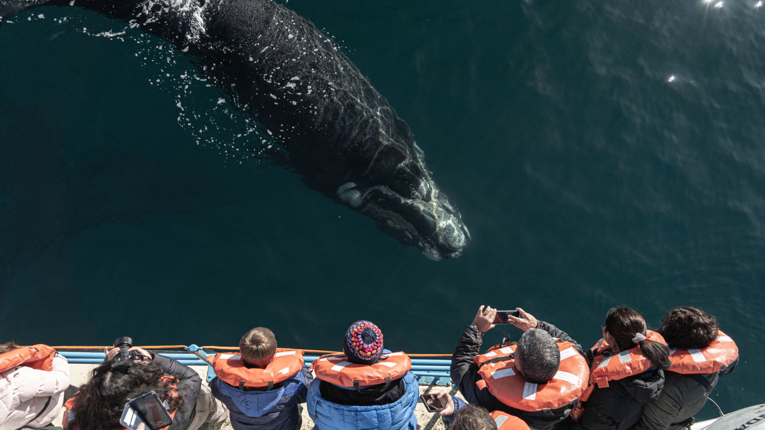 Avistaje de ballenas en Puerto Madryn: ¿cuándo es la mejor época?